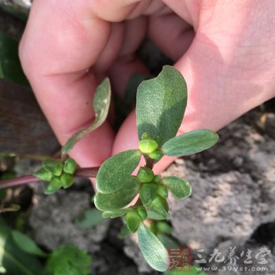 馬齒苋又稱為長壽菜 馬齒苋又稱為長壽菜