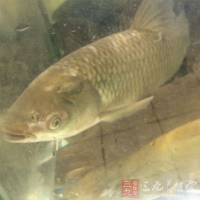 鮮魚1000克，植物油70克，醬油45毫升，料酒20毫升，醋50毫升