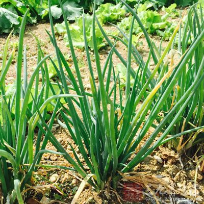 五花肉500克,槟樃芋頭400克,香蔥3根,香葉3片 五花肉500克,槟樃芋頭400克,香蔥3根,香葉3片