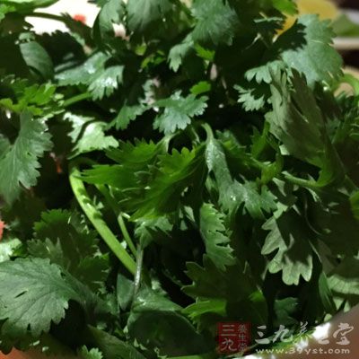 事先准備的香菜洗干淨切碎留備用