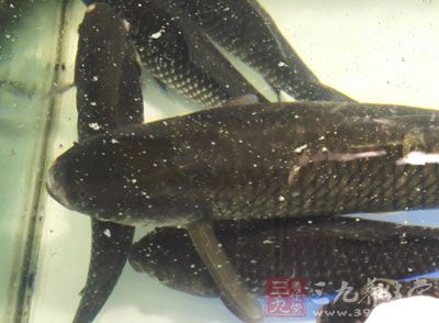 鲫魚 (一條)，豆腐 (300克)