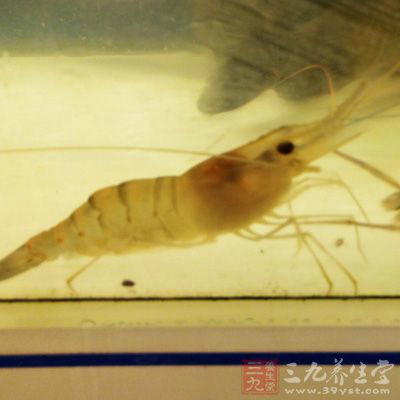 意面、活蝦、鮮鱿魚夷貝、海鮮魚骨湯 意面、活蝦、鮮鱿魚夷貝、海鮮魚骨湯