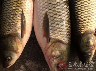 草魚1條(鯉魚等其它魚也可以)