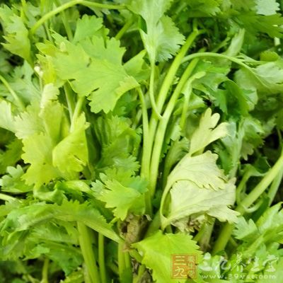 香菜洗淨切末 香菜洗淨切末