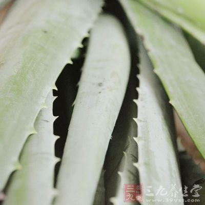 蘆荟粥具有清熱的效果