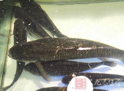 鮮魚1條，泡青菜50克，泡辣椒15克
