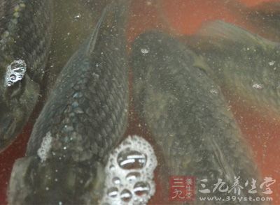 草魚去鱗去內髒去腮 草魚去鱗去內髒去腮