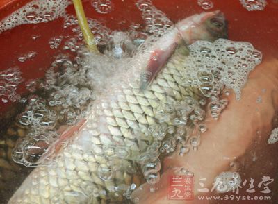 魚肉200克,黃瓜2條,黑木耳20克,蒜末 魚肉200克,黃瓜2條,黑木耳20克,蒜末