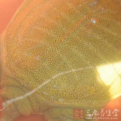 准備活甲魚1個
