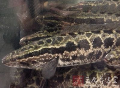 黑魚一條殺好洗淨 黑魚一條殺好洗淨