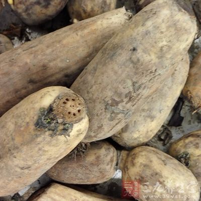 耐寒,不饑餓,延年益壽 蓮藕-蔬菜xietingting2015091716