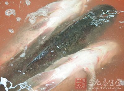 魚一條,郫縣豆瓣二勺,大蒜3瓣,糖一勺,老抽,生抽,蚝油,鹽,料酒,辣油,胡椒粉 魚一條,郫縣豆瓣二勺,大蒜3瓣,糖一勺,老抽,生抽,蚝油,鹽,料酒,辣油,胡椒粉