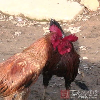 雞半只,鹽適量,黑胡椒粉適量,孜然粉適量,老抽一匙,蜂蜜一大勺,姜一塊 雞半只,鹽適量,黑胡椒粉適量,孜然粉適量,老抽一匙,蜂蜜一大勺,姜一塊