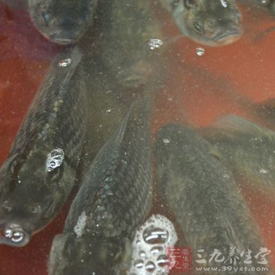 草魚1條、豬大排，牛油、豆腐、西芹、生菜、花生、色拉油