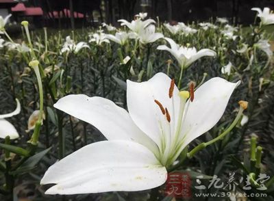 百合具有養心安神，潤肺止咳的功效