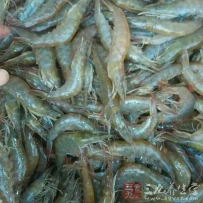海蝦洗淨後剪去蝦須