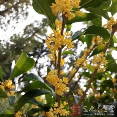采摘的新鮮桂花，把裡面的細梗挑揀出來