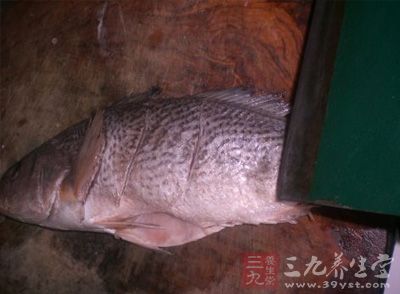將魚刮洗干淨，在魚背上割上斜花刀
