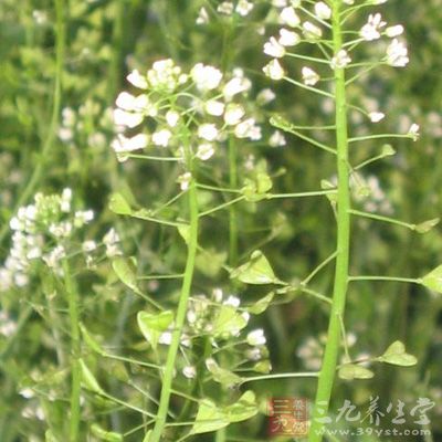 荠菜涼肝明目