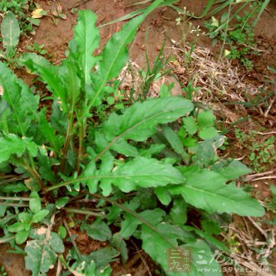 荠菜營養豐富，其維生素C、類胡蘿卜素以及各種礦物質含量較高