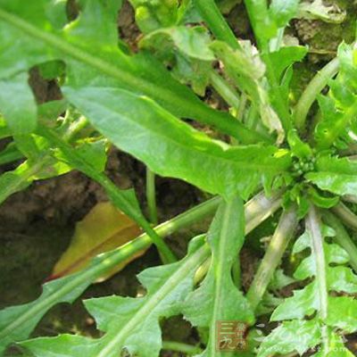把荠菜摘去黃葉和老葉
