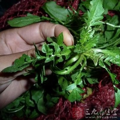 挑選荠菜時，還要區分品種