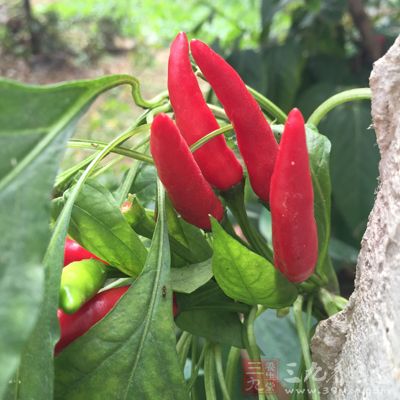 干紅辣椒5個