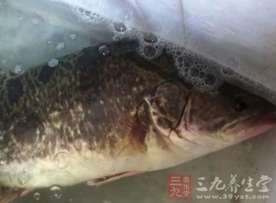 草魚一條，清理干淨