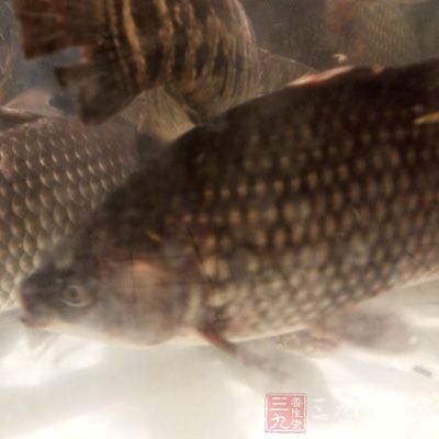 鲫魚雖鮮美,但魚刺比較多 鲫魚雖鮮美,但魚刺比較多