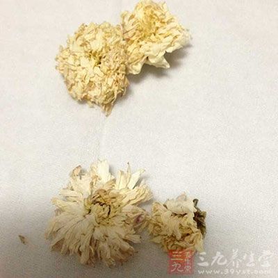 菊花具有散風清熱、平肝明目、調理血脈的作用 菊花具有散風清熱、平肝明目、調理血脈的作用