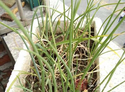 准備白蔥(大蔥)1根左右