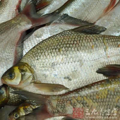 准備所需的鲫魚3條