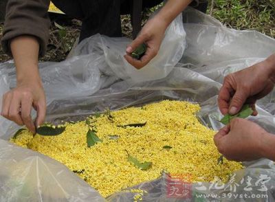 將采摘的鮮桂花，將細小的塵粒及細花梗篩掉
