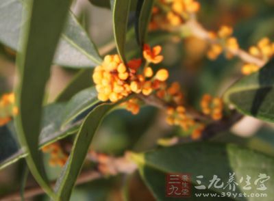 將桂花從樹上采摘下來