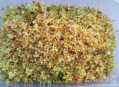 首先將桂花過篩,挑去桂花裡的雜質 首先將桂花過篩,挑去桂花裡的雜質