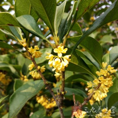 在桂花茶裡放些蜂蜜，增加美容美白護肝功效