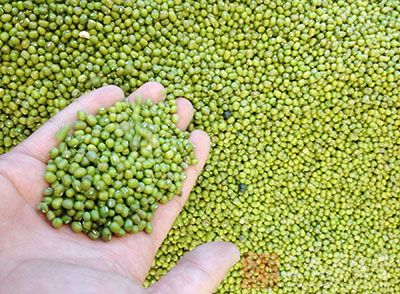 綠豆一兩、海帶一兩、白糖少許