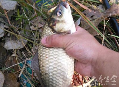 草魚750克，剁椒20克，朝天椒15克