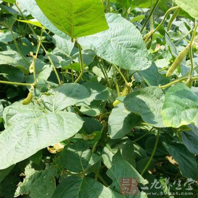 含有豐富的可溶性纖維素,具有降糖、降甘油三酯和有害膽固醇的作用。用小扁豆30~50克煮食,每天1次,對糖尿病合並血脂異常者有良效 含有豐富的可溶性纖維素,具有降糖、降甘油三酯和有害膽固醇的作用。用小扁豆30~50克煮食,每天1次,對糖尿病合並血脂異常者有良效