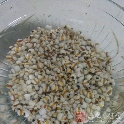 將薏米仁淘洗干淨
