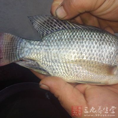 魚的營養價值