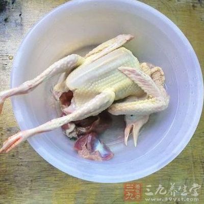 鴿子一定要新鮮現殺
