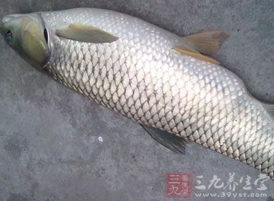 准備好一條草魚