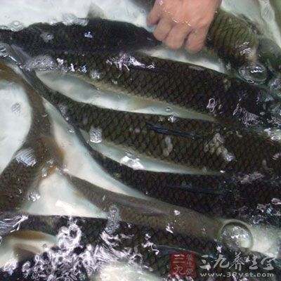 新鮮魚的表面有透明黏液，鱗片有光澤且與魚體貼附緊密