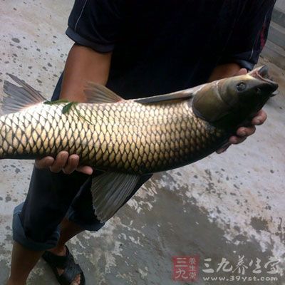 草魚含有豐富的不飽和脂肪酸，對血液循環有利，是心血管病人的良好食物