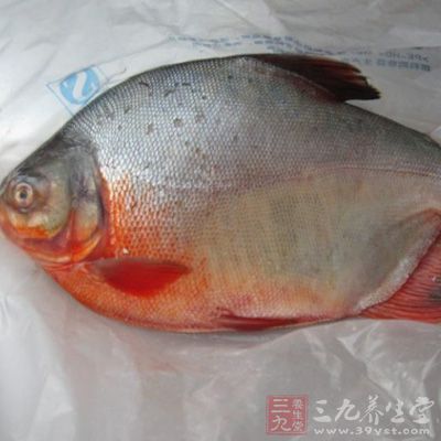 鲳魚含有豐富的不飽和脂肪酸,有降低膽固醇的功效
