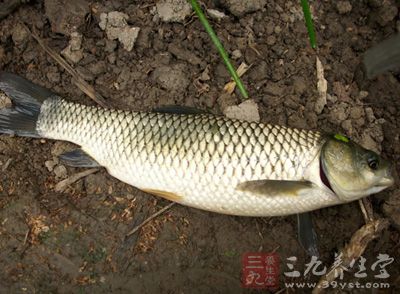 制作食材：新鮮的草魚一尾