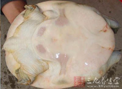 鱉肉及其提取物能有效地預防和提高免疫力