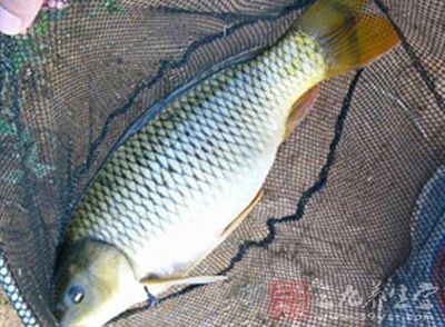 食材准備：新鮮的鯉魚一條
