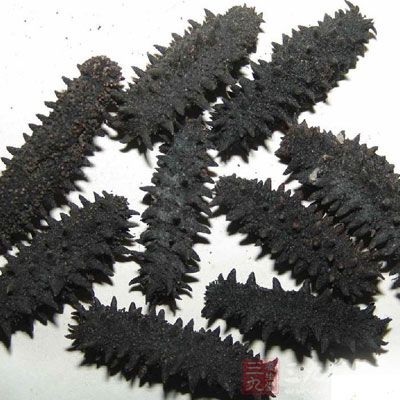 海參適合與靈芝搭配食用,具有增強人體免疫力 海參適合與靈芝搭配食用,具有增強人體免疫力